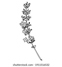 Lavender botanical flower. Hand drawn design of wedding herb, plant and monogram with elegant leaves for invitation save the date card design. Rustic trendy greenery vector illustration