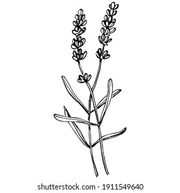 Lavender botanical flower. Hand drawn design of wedding herb, plant and monogram with elegant leaves for invitation save the date card design. Rustic trendy greenery vector illustration