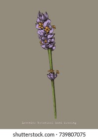 Lavender botanical hand drawing antique style