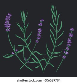 Lavender botanical illustration