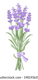 Lavender. A bouquet of delicate lavender flowers tied with a lilac ribbon. Vector illustration isolated on white background. EPS 10.