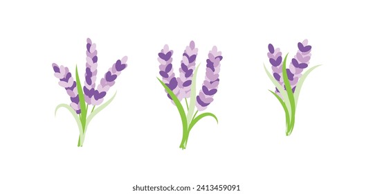 Lavender Bouquet Set. Nature plants and flowers concept vector