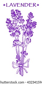 lavender bouquet. Vector hand drawn graphic illustration.