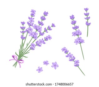 Lavender bouquet vector illustration. Lavender twigs and flowers isolated on white background. Cartoon flat style.