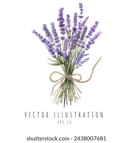 Ramo de lavanda acuarela aislado sobre fondo blanco. Ilustración de vector