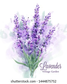 Lavender bouquet watercolor Vector. Delicate floral decor. Spring summer banner template