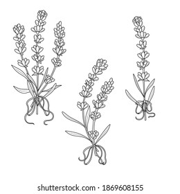 Lavender with bows.Coloring book antistress for children and adults. Zen-tangle style.Black and white drawing