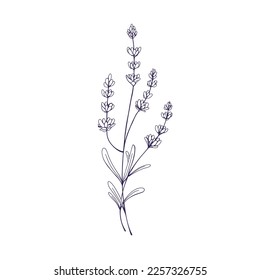 Lavendelzweig, geätzte botanische Zeichnung. Lavanda blüht. Darunter befindet sich die französische Lavandula, die eine Blütenpflanze eingraviert. Retro-Stil Provence Lavendel. handgezeichnete Vektorgrafik einzeln auf weißem Hintergrund