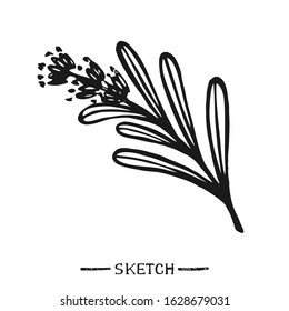 Lavender branch on white background in vector