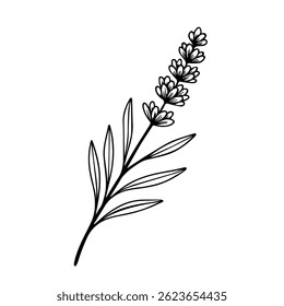 Lavender branch outline hand drawn vector illustration isolated on white background
