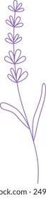Lavender Branch Outline Vector Illustration