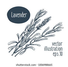 Lavender branch. Vector illustration for design menu, packaging and recipes. Hand drawn retro illustration. Engraved style.