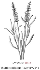 Ilustración vintage de la rama de lavanda pinza en blanco y negro