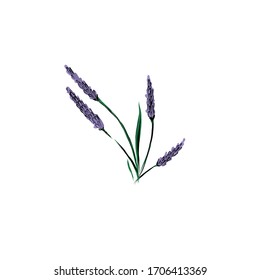 Lavender branch. Wildflowers. Grass from Provence France