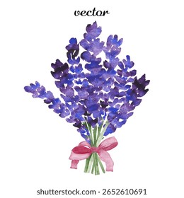 Lavender, branches isolated on transparent background. Watercolor - vector 26.