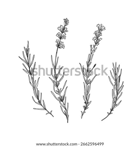 Lavender branches with leaves and flowers set. Hand drawn graphic Vector illustration. Black and White drawing for cards, logos and food, cosmetic design.