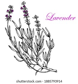 Lavendel Zweige.Vektor, handgezeichnet. Blätter und Blumen von Pflanzen. Schwarz-Weiß-Skizze.
Dekoration für die Gestaltung von Seife, Medikamenten.