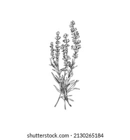 Tejido de lavanda con contornos monocromos, dibujo de la ilustración vectorial aislado en el fondo blanco. Doodle dibujado a mano de elemento botánico. Elegante ramo de flores de procedencia.