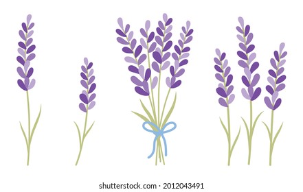 Lavender bunch vector illustration. Beautiful lavender bouquet bundle with ribbon vector.