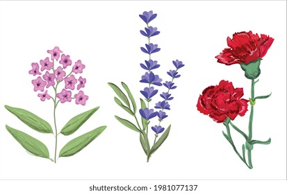Lavender carnation ping tiny flowers hand drawn vector. Purple lavender, red carnation, pink flowers