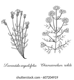 Lavender chamomile wild Hand drawn sketched vector illustration. Doodle graphic