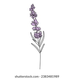 Dibujo continuo de una línea de lavanda. Plantas florales. Ilustración vectorial aislada. Diseño minimalista a mano.