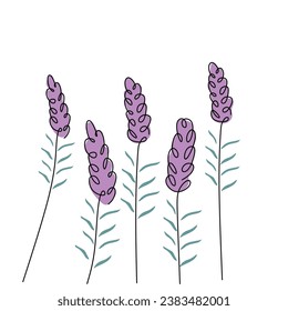 Lavender continuous one line drawing. Floral flower plant. Vector illustration isolated. Minimalist design handdrawn.