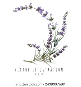 Elemento de acuarela curva de lavanda aislado sobre fondo blanco. Ilustración de vector