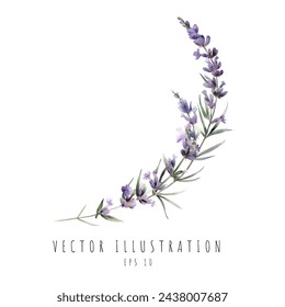 Curva de lavanda estilo acuarela aislado sobre fondo blanco. Ilustración de vector