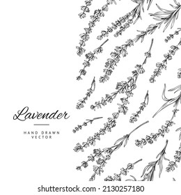 Lavender decorative banner or poster layout hand drawn vector illustration isolated on white background. Vintage etched or engraved banner with lavender flowers.