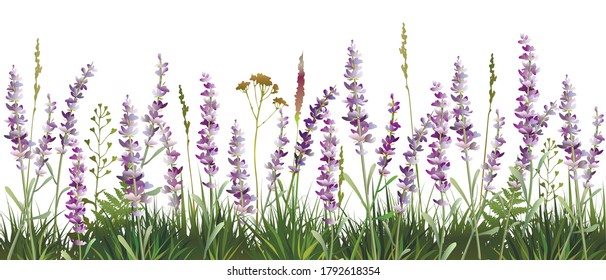 Lavender decorative field. Lavender background. Vector illustration.