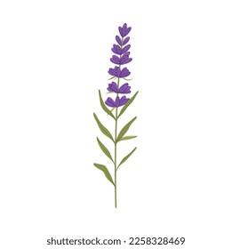 Flor perfumada decorativa de lavanda, elementos decorativos de invitaciones a la boda. Flor vectorial de lilo perfumado natural, decoración floral flor de vida silvestre