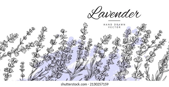 Fondo de lavanda decorativo sin costura o diseño de borde repetible, ilustración de vector dibujado a mano aislada en fondo blanco. Lavanda sin fin ornamentada.