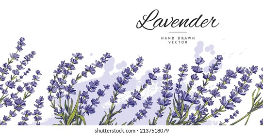 Borde decorativo de lavanda sin costura, ilustración vectorial dibujada a mano aislada en fondo blanco. Diseño de fondo de lavanda interminable y repetible.