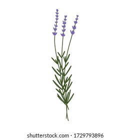 icono del doodle de lavanda, ilustración del vector
