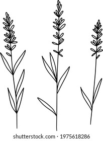 Lavender doodle illustration. Hand drawn plant set. Minimalistic flower