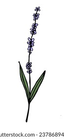 Lavanda de estilo doodle con fondo blanco aislado.