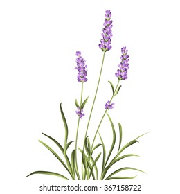 Lavender elegant card
