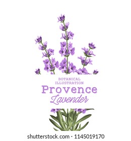 The lavender elegant card. Botanical illustration of provence lavender. Bouquet of violet flowers and text sign in vintage style. Card with custom sign and place for your text. Vector illustration.