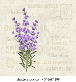 The lavender elegant card. Vintage postcard background vector template for wedding invitation. Label with lavender flowers. Vector illustration.