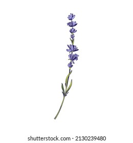 Lavender elegant flower branch, hand drawn sketch vector illustration isolated on white background. Doodle botanical element of lavandula, great for wedding or beauty products icon design.