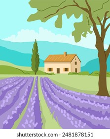 Lavender field and farm house rural landscape. Summer background. Modern cartoon concept. Vector illustration.