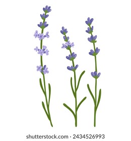 lavanda, flor de campo, dibujo vectorial de plantas silvestres en el fondo blanco, Lavandula angustifolia, elemento floral, ilustración botánica dibujada a mano