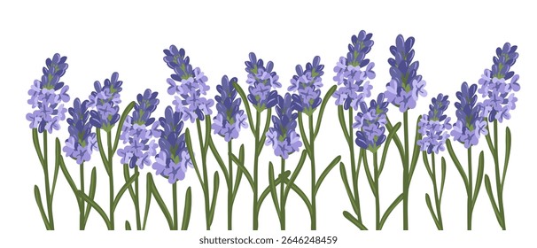 lavender, field flower, vector drawing wild plants at white background, Lavandula angustifolia,floral element, hand drawn botanical illustration