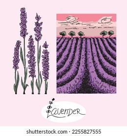 Campo de lavanda y flores, paisaje de verano. Provenza, Francia. Ilustración vectorial dibujada a mano.