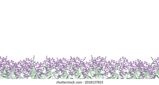 Lavender field frame border seamless pattern.Beautiful violet lavender flowers on transparent background. Vector illustration. Great for textile, card design.