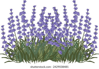 lavender field hand drawn clipart vector illustration for decorate invitation greeting birthday party celebration wedding card poster banner textile wallpaper paper wrap background