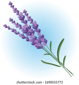 Lavender Field Isolate Illustration Vector