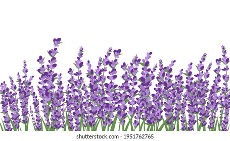 Lavender Field Isolated On A White Background. Vector Illustration.