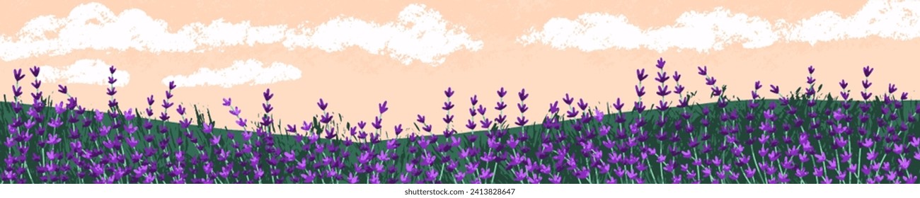 Lavender field landscape. Floral meadow panorama. Blossomed lavanda, lavandula in summer evening, panoramic view, long banner background. Lavander herb, nature scenery. Flat vector illustration